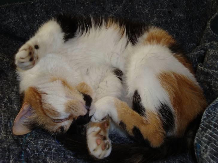 Huskat Mille billede 7