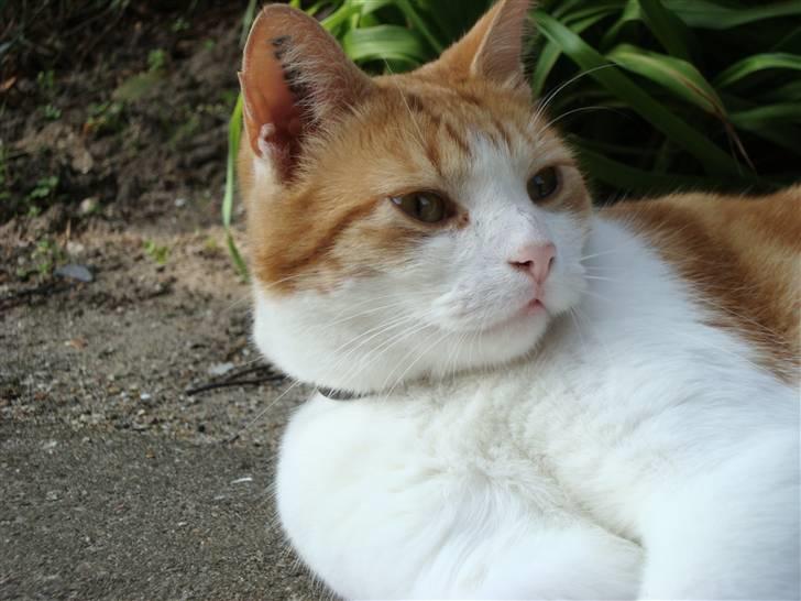 Huskat Tarzan - Tarzan ligger ude ved vores birketræ. Fotograf: Cecilie M. Poulsen billede 3