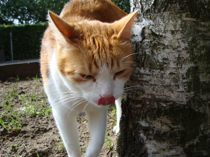 Huskat Tarzan - Jeg fangede lige Tarzan, mens han slikkede sig om munden. Fotograf: Cecilie M. Poulsen billede 5