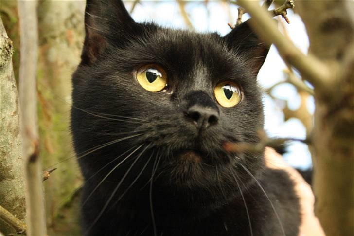 Huskat Prinsesse Kitty billede 1