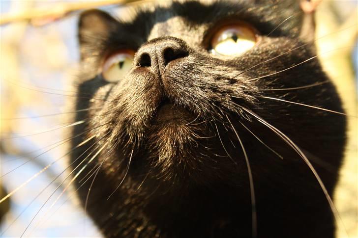 Huskat Prinsesse Kitty billede 2