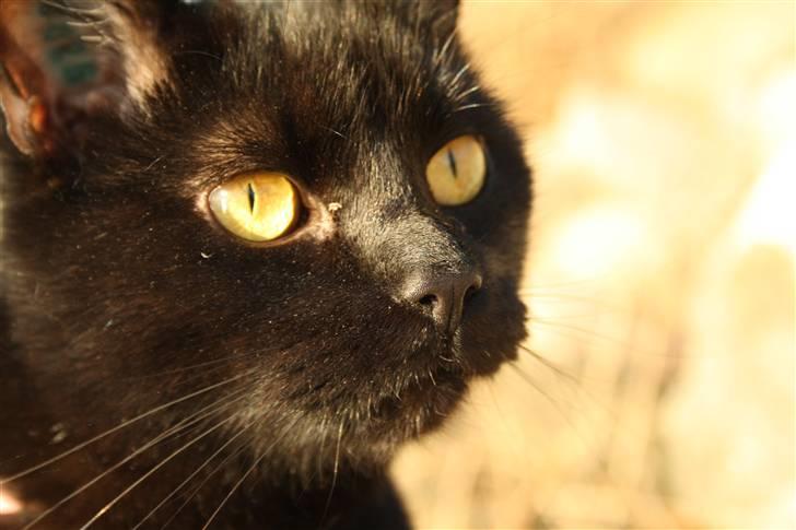 Huskat Prinsesse Kitty billede 3