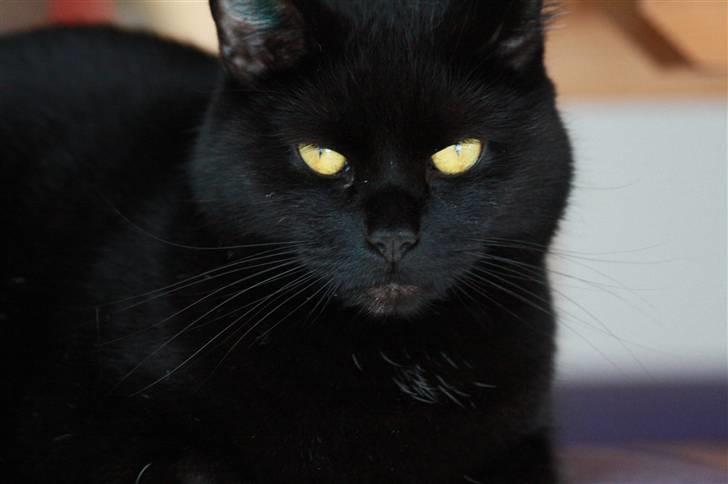 Huskat Prinsesse Kitty billede 4