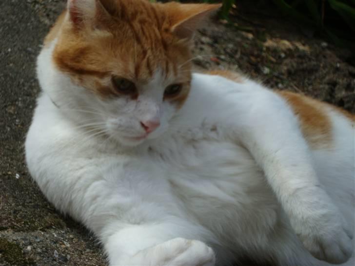 Huskat Tarzan - Tarzan ligger ude på fliserne og leger med en sten. Fotograf: Cecilie M. Poulsen billede 6