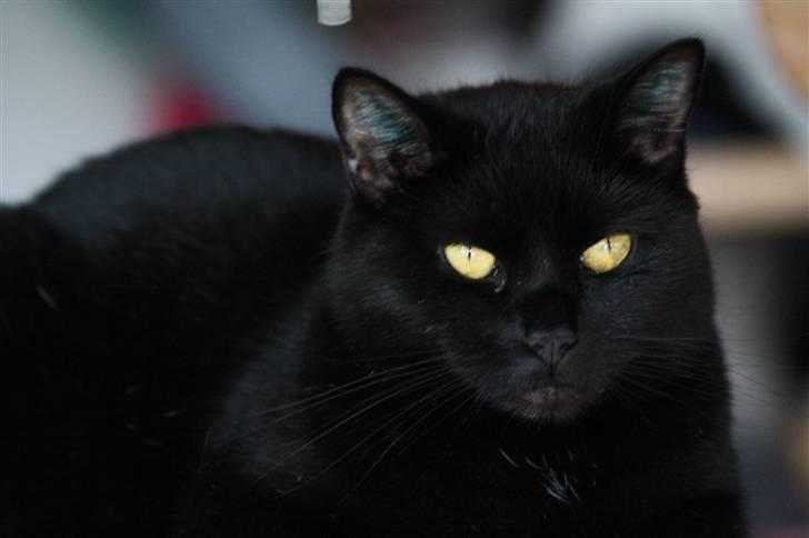 Huskat Prinsesse Kitty billede 5