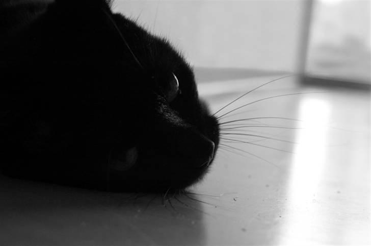 Huskat Prinsesse Kitty billede 6