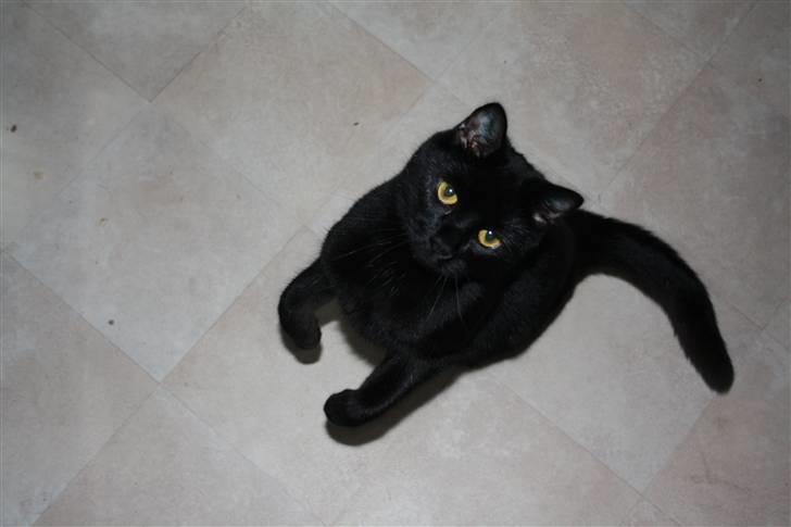 Huskat Prinsesse Kitty billede 7