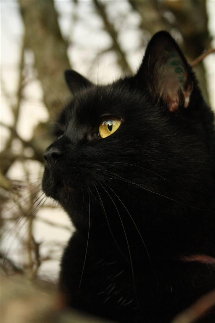 Huskat Prinsesse Kitty billede 8