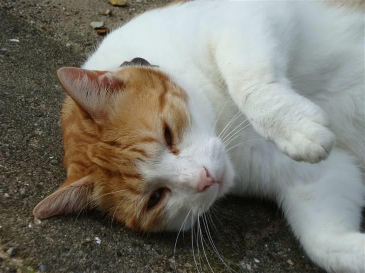 Huskat Tarzan - Tarzan ruller rundt på fliserne. Fotograf: Cecilie M. Poulsen billede 4