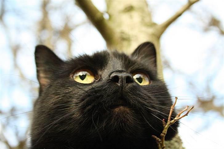 Huskat Prinsesse Kitty billede 9