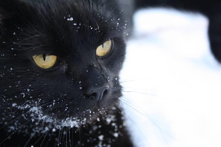 Huskat Prinsesse Kitty billede 10