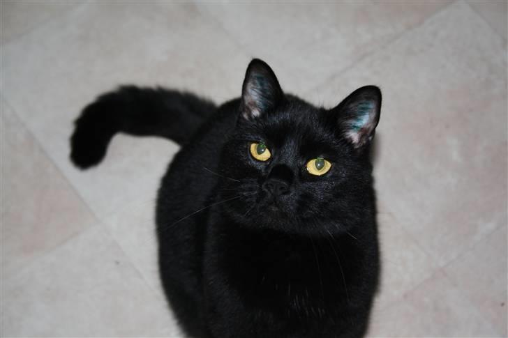 Huskat Prinsesse Kitty billede 11