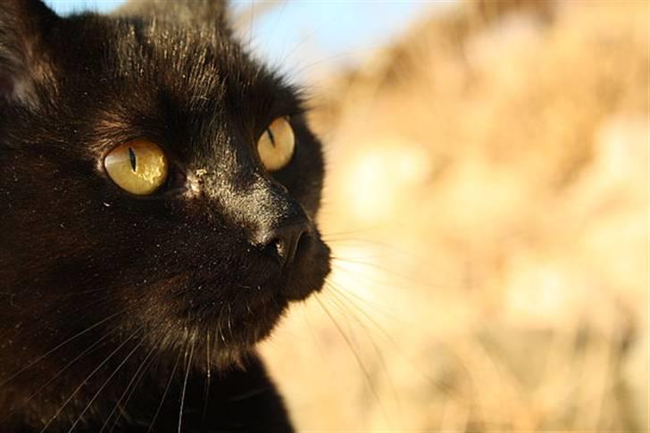 Huskat Prinsesse Kitty billede 12