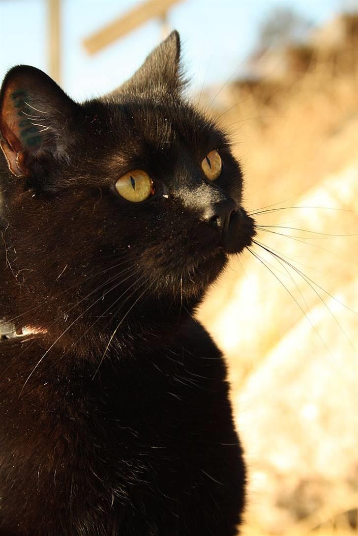 Huskat Prinsesse Kitty billede 13