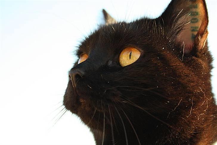 Huskat Prinsesse Kitty billede 14