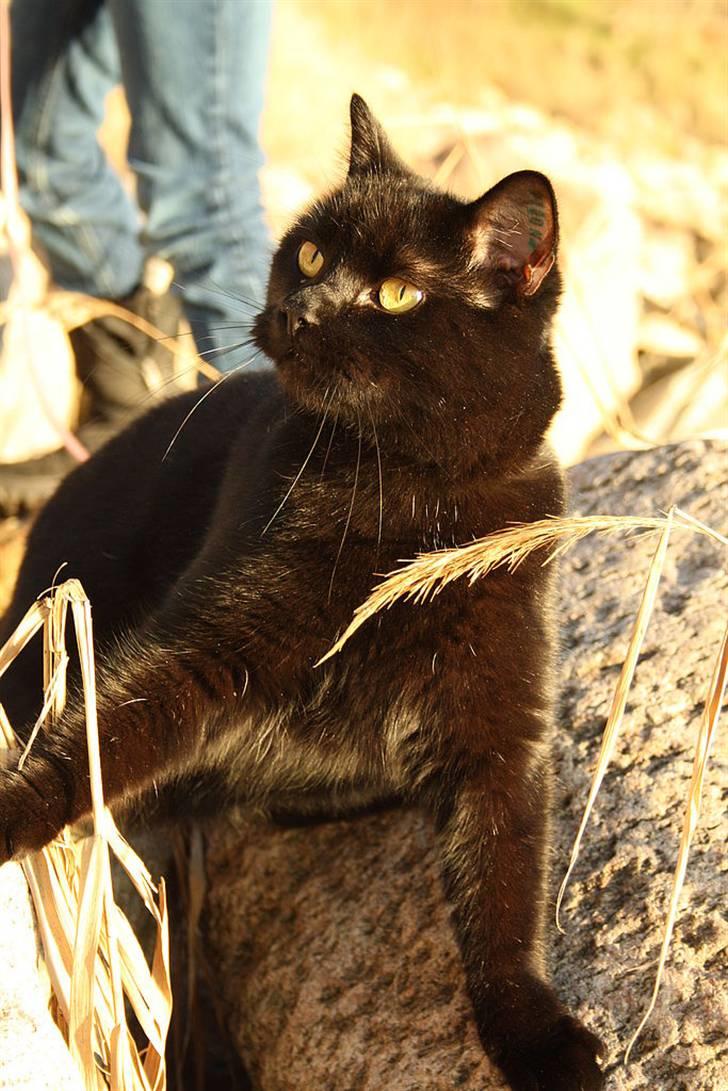 Huskat Prinsesse Kitty billede 15