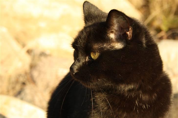 Huskat Prinsesse Kitty billede 16