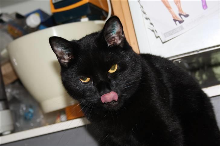 Huskat Prinsesse Kitty billede 17