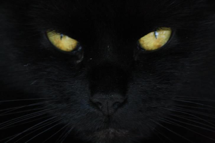 Huskat Prinsesse Kitty billede 18