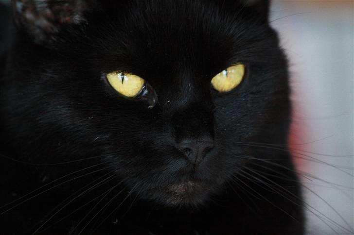 Huskat Prinsesse Kitty billede 19