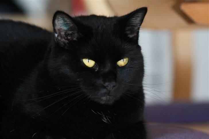 Huskat Prinsesse Kitty billede 20