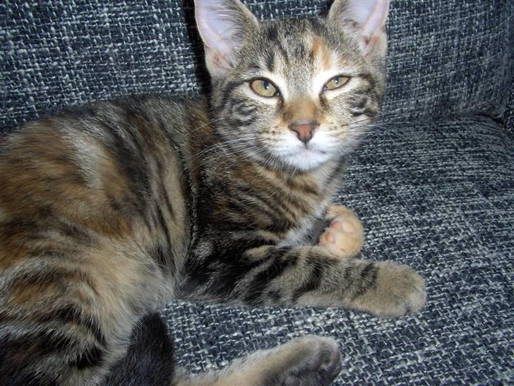 Huskat Zera billede 1