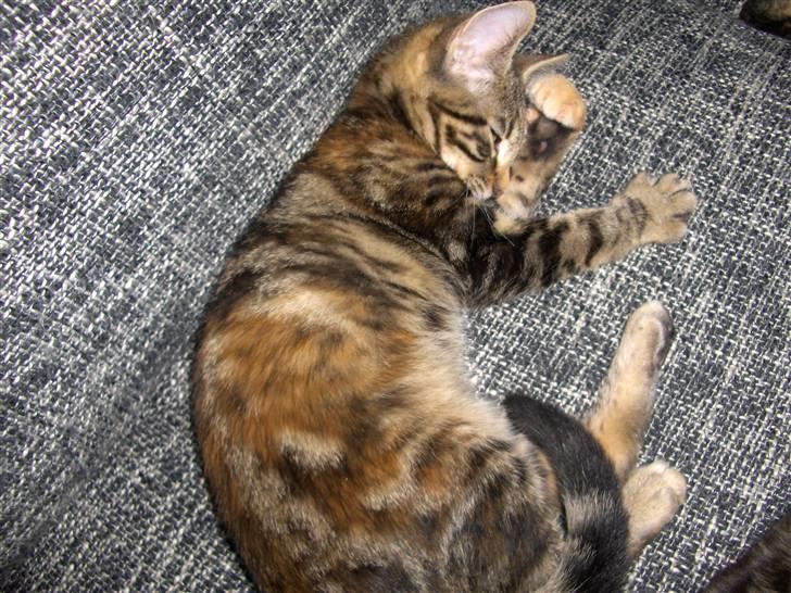 Huskat Zera billede 2