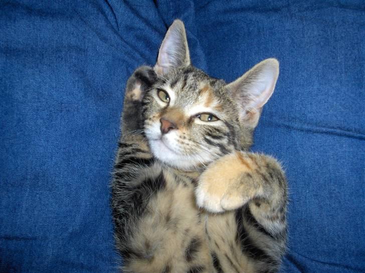 Huskat Zera billede 3