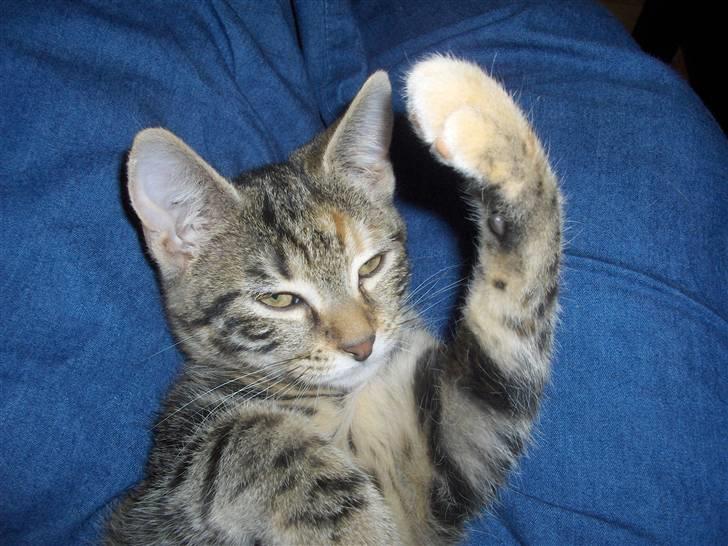 Huskat Zera billede 4