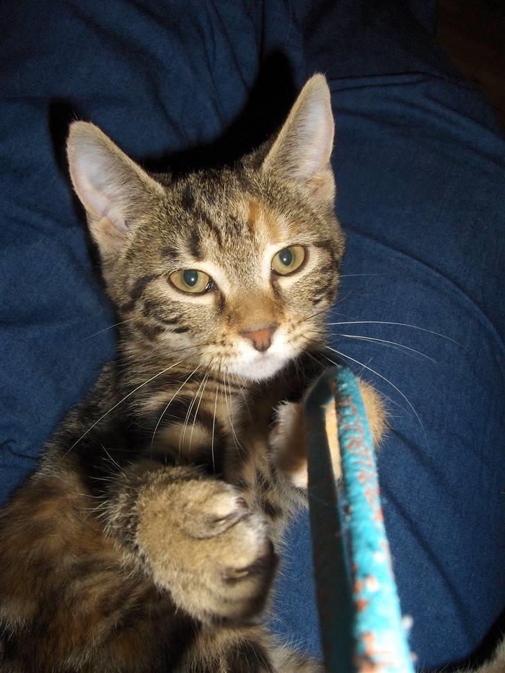 Huskat Zera billede 5