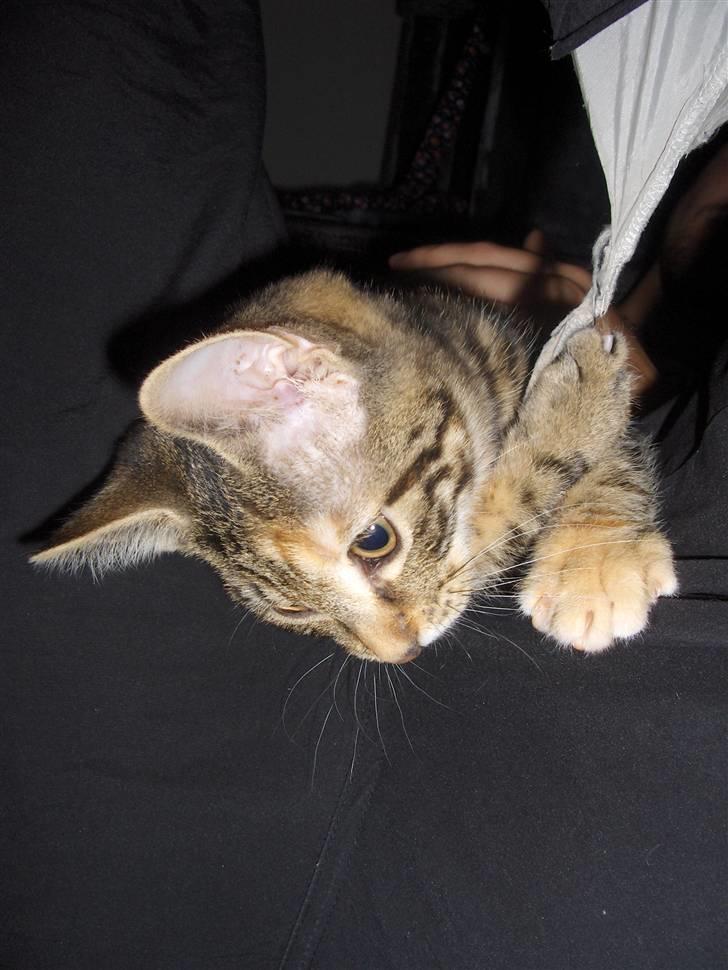 Huskat Zera billede 6