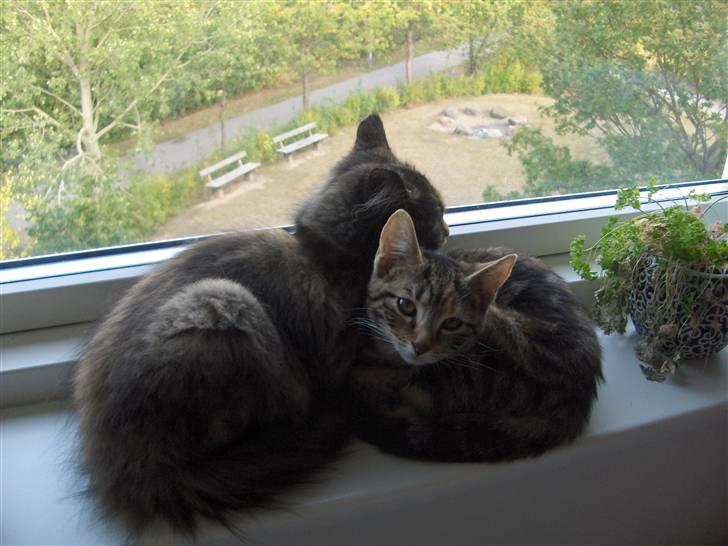 Huskat Zera billede 7