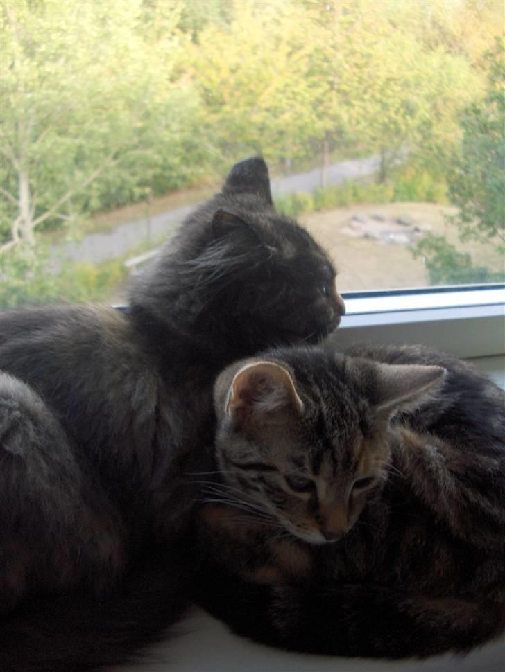 Huskat Zera billede 8