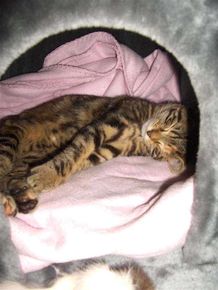 Huskat Zera billede 9