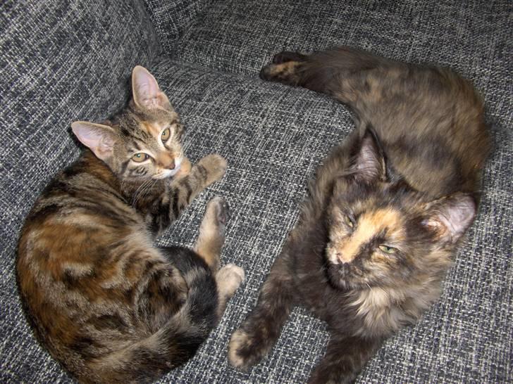 Huskat Zera billede 10