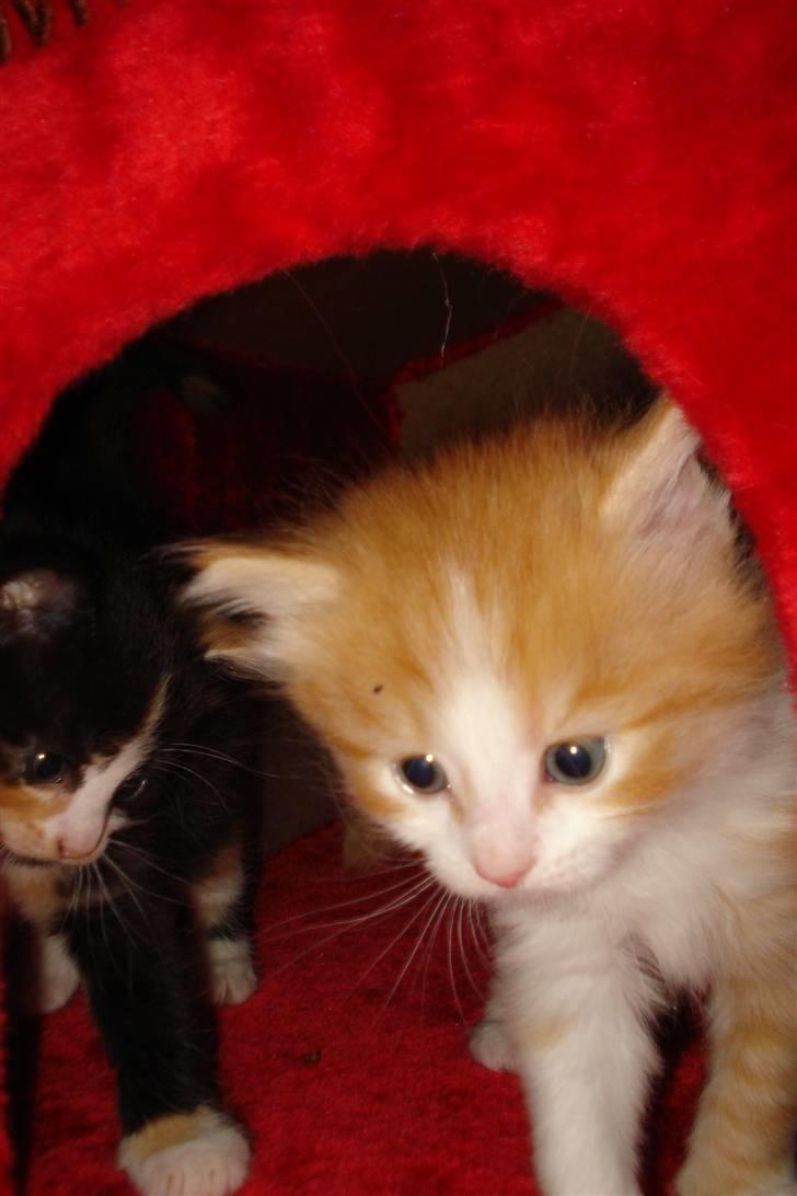 Norsk Skovkat  / maine coon - Mc Queen  billede 4