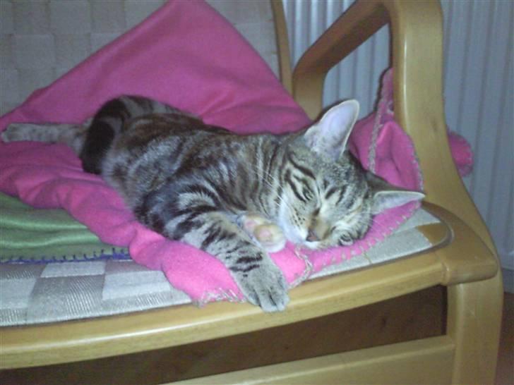 Huskat Zera billede 11