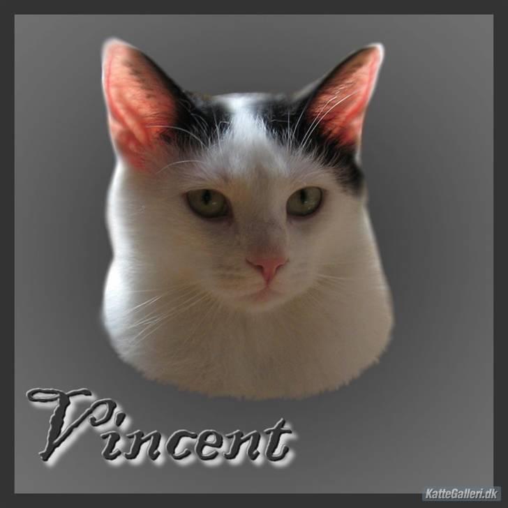 Huskat Vincent *R.I.P.1.-7.2010* billede 7