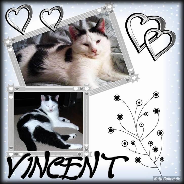 Huskat Vincent *R.I.P.1.-7.2010* - Billede fra Rikke P billede 8