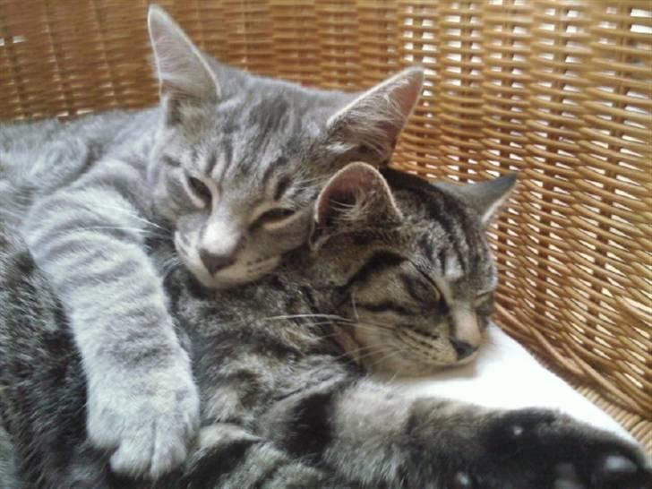 Blanding af racer Marley - de ligger og sover ´arm i arm´  :D hih billede 6