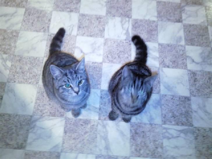 Blanding af racer Marley - misserne tigger :D hihihih billede 7