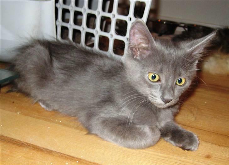 Blanding af racer Gizmo billede 13