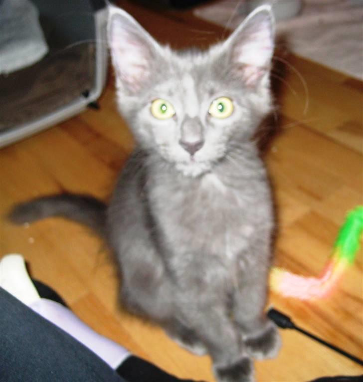 Blanding af racer Gizmo billede 15