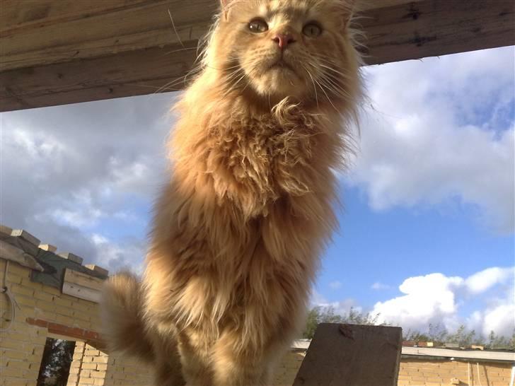 Maine Coon The Mack billede 1