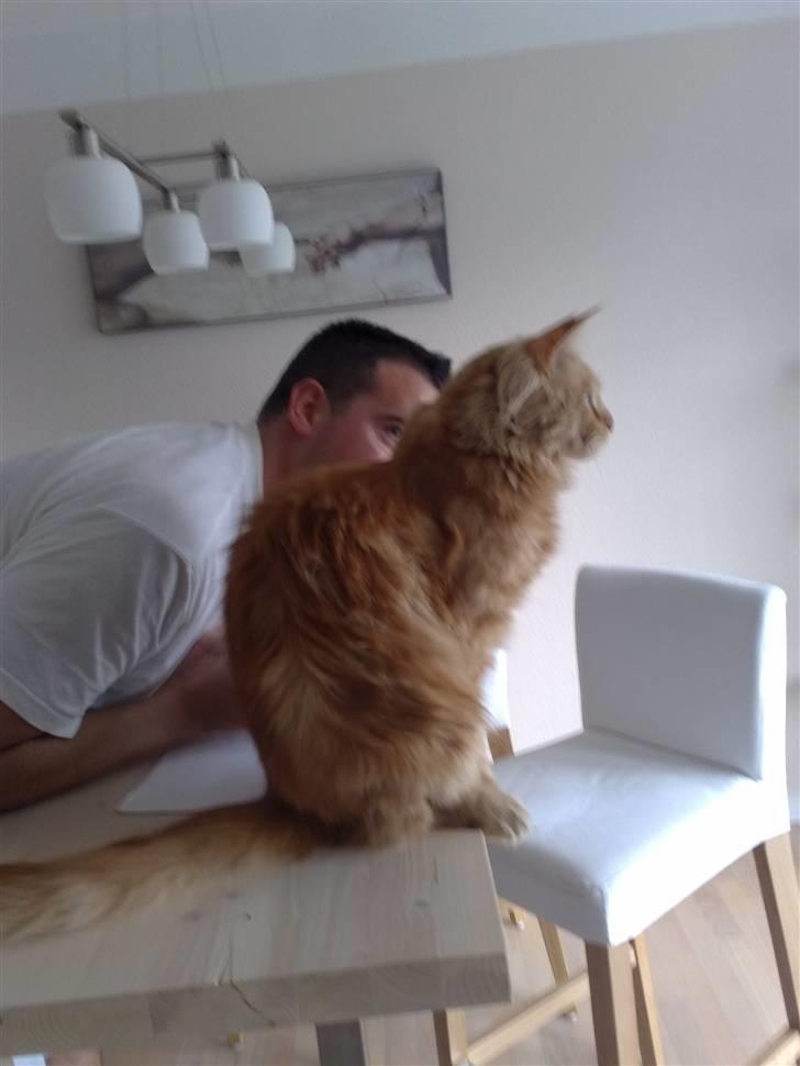 Maine Coon The Mack billede 2