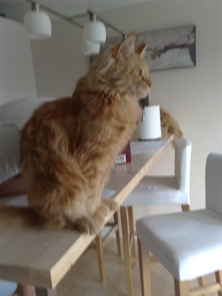 Maine Coon The Mack billede 3