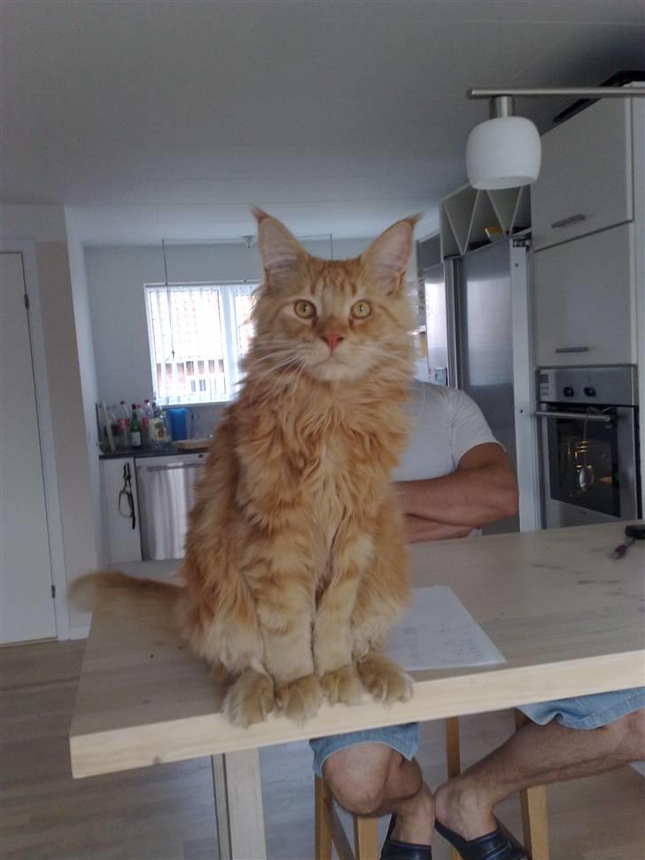 Maine Coon The Mack - Se hans specielle måde at sidde på  billede 4