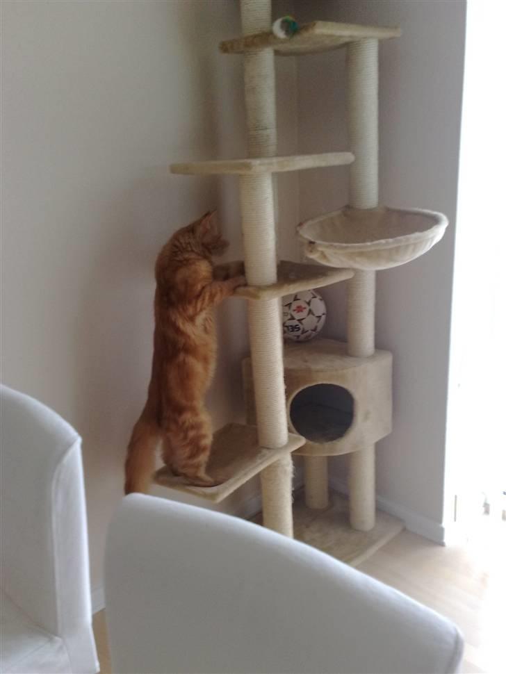 Maine Coon The Mack billede 5