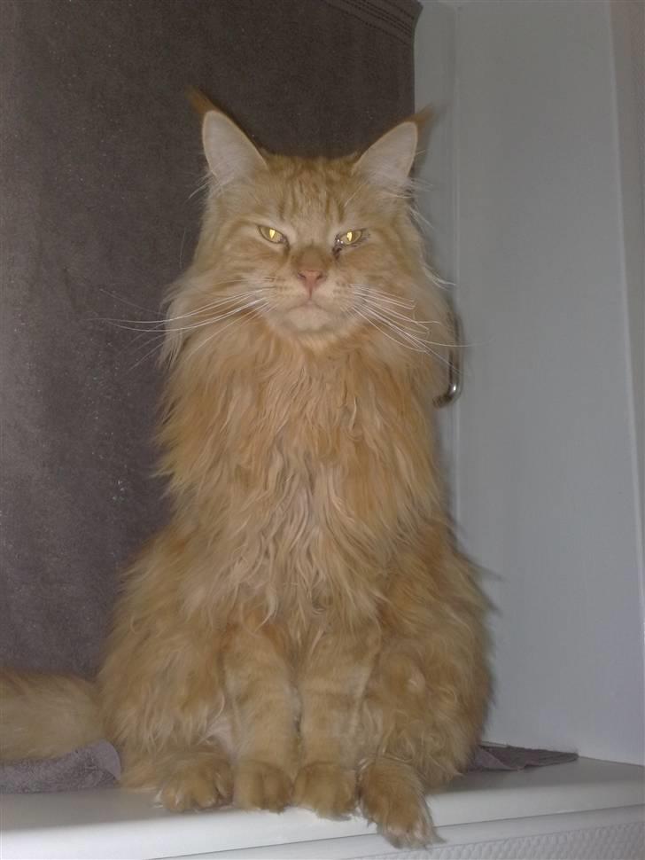 Maine Coon The Mack billede 6