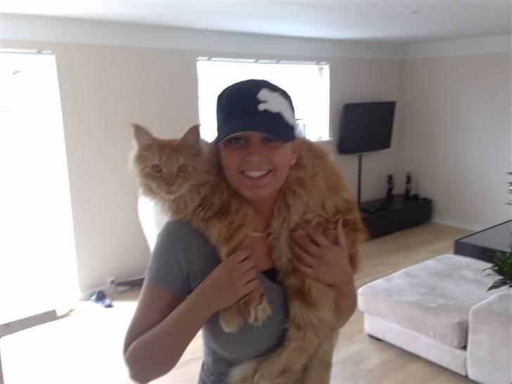 Maine Coon The Mack billede 7